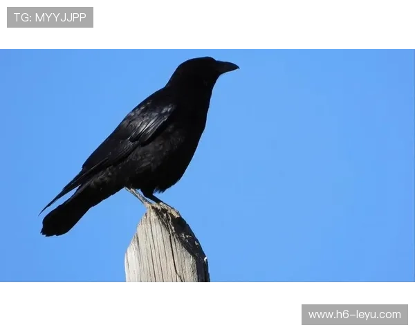 乌鸦主帅称团队凝聚力是成功关键，乌鸦聚齐